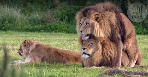lions caught pride lion male camera two celebrating month own way their gay animal ohmymag unexpected doing something were these