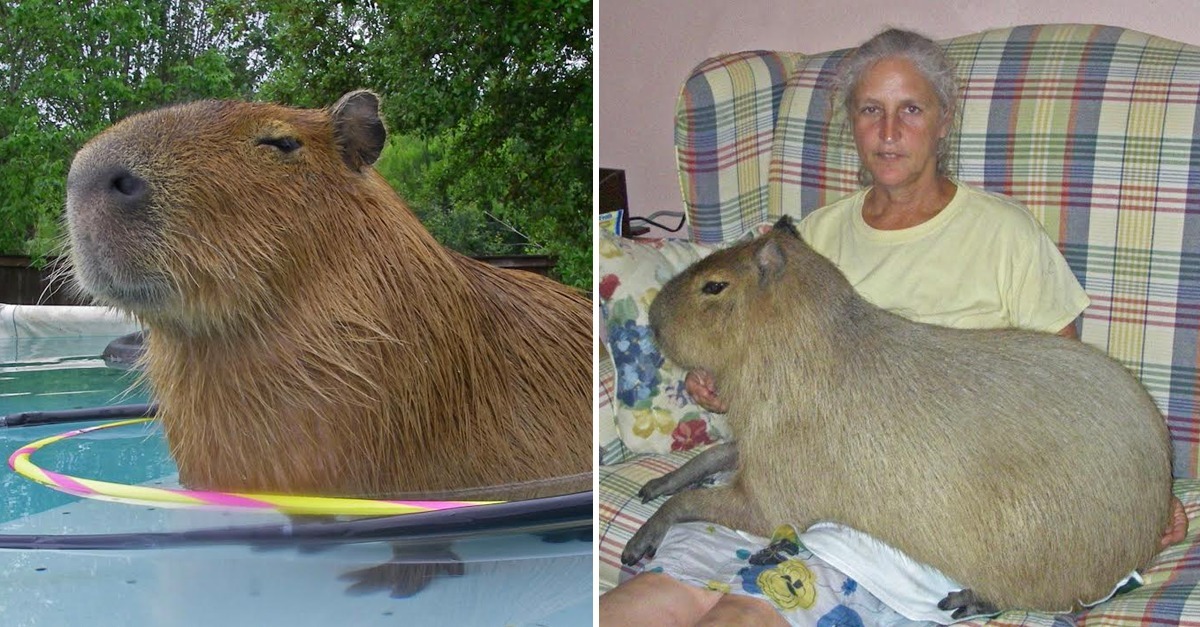 After An Unusual Pet? How About A Capybara - The World's Largest Rodent?