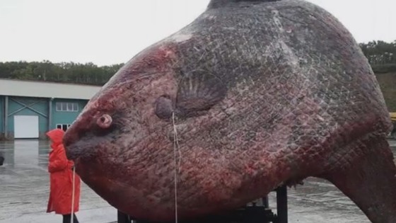 biggest fish in the world caught