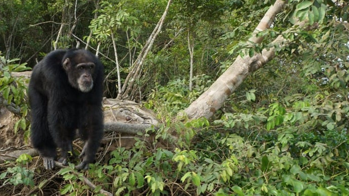 After Years Of Isolation And Cruelty, This Chimp Had An Incredible