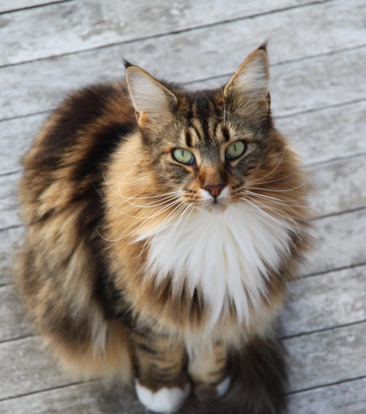Maine Coon The Most Beautiful Photos Of An Extraordinary Cat
