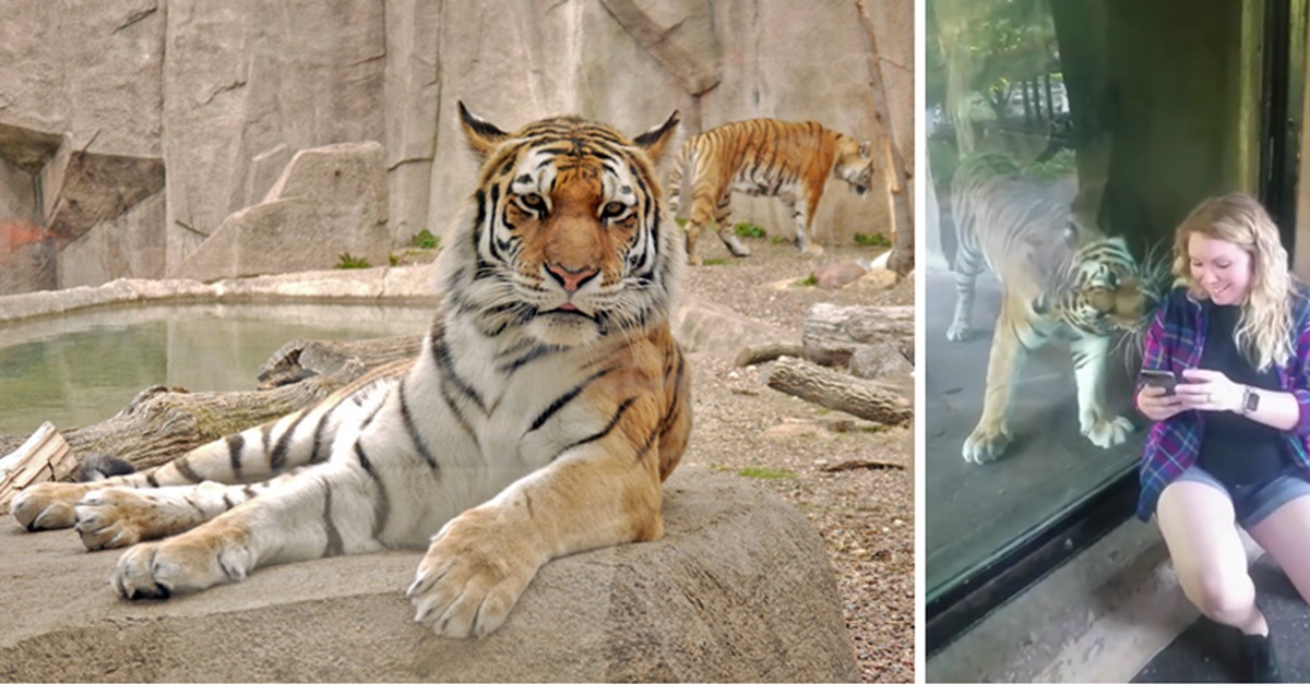 This Baby Tiger And Lion Cub's Friendship Has Melted The Internet's Hearts