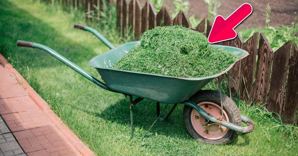 are grass clippings good for your lawn