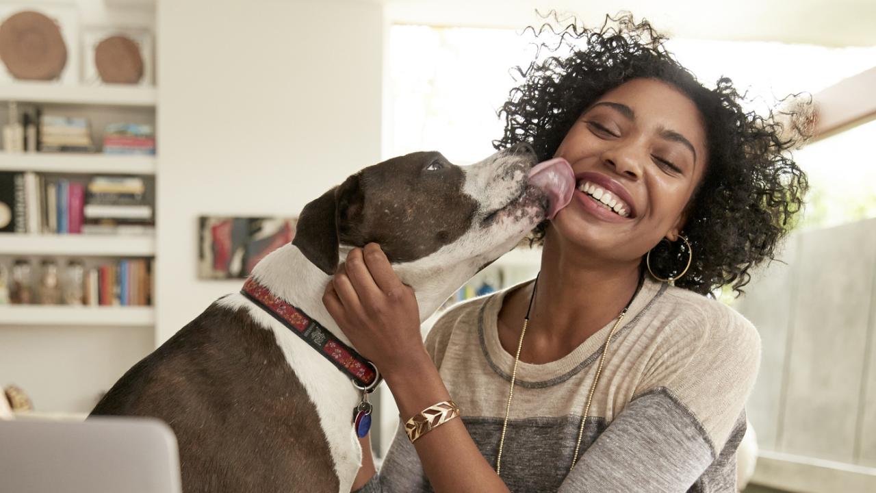 Letting Your Dog Lick Your Face Could Harm Your Health 