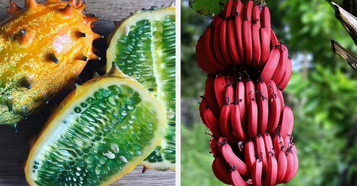 20 Exotic Fruits You've Probably Never Heard Of