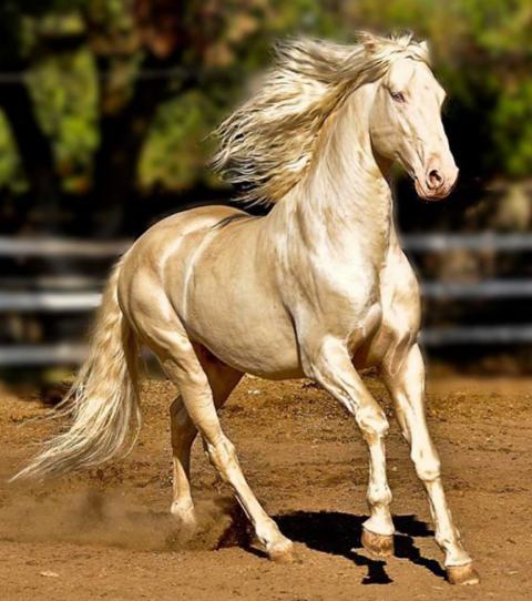 These Are The Most Beautiful Horses You Will Ever See