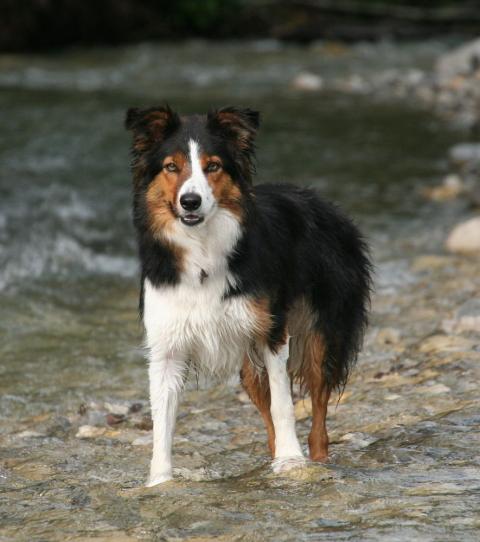 most beautiful border collie