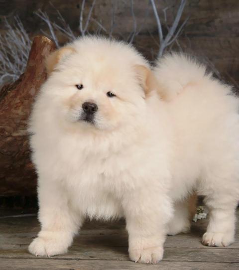 Everything You Need To Know About The Chow Chow