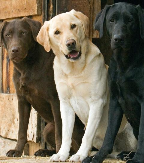 all about labradors