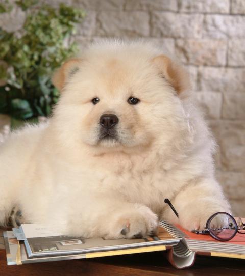 Everything You Need To Know About The Chow Chow