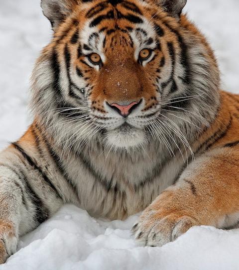 How Much Do You Think You Know About Tigers?