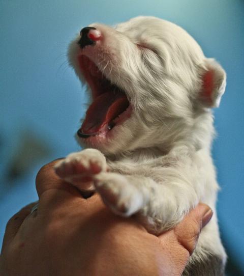 These animals waking  up  are the cutest  things  ever  