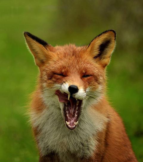 These Animals Waking  Up  Are The Cutest  Things  Ever  