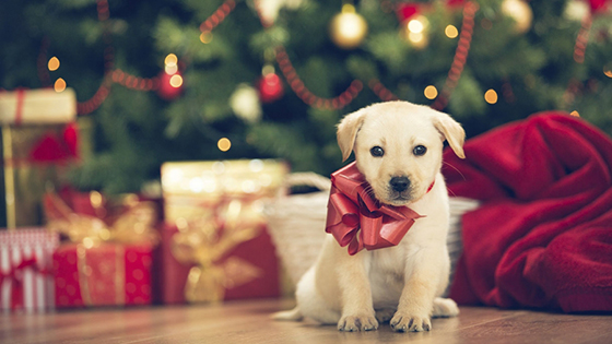 christmas presents for animal lovers