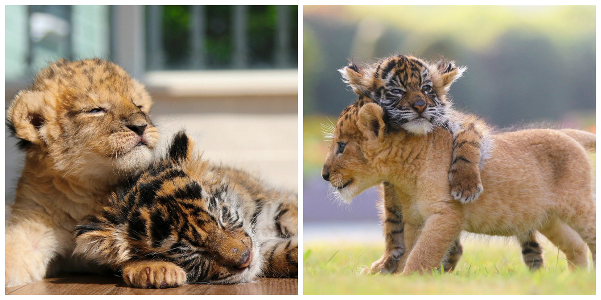 This Baby Tiger And Lion Cub S Friendship Has Melted The Internet S Hearts