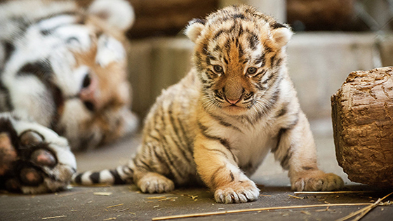 This Baby Tiger Was Abandoned In A Bag On The Mexican Border