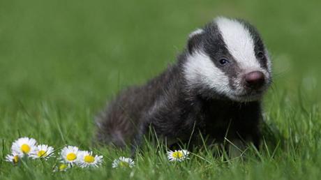 A baby badger lying on some grass.