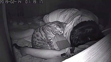 how to get my cat to sleep at night