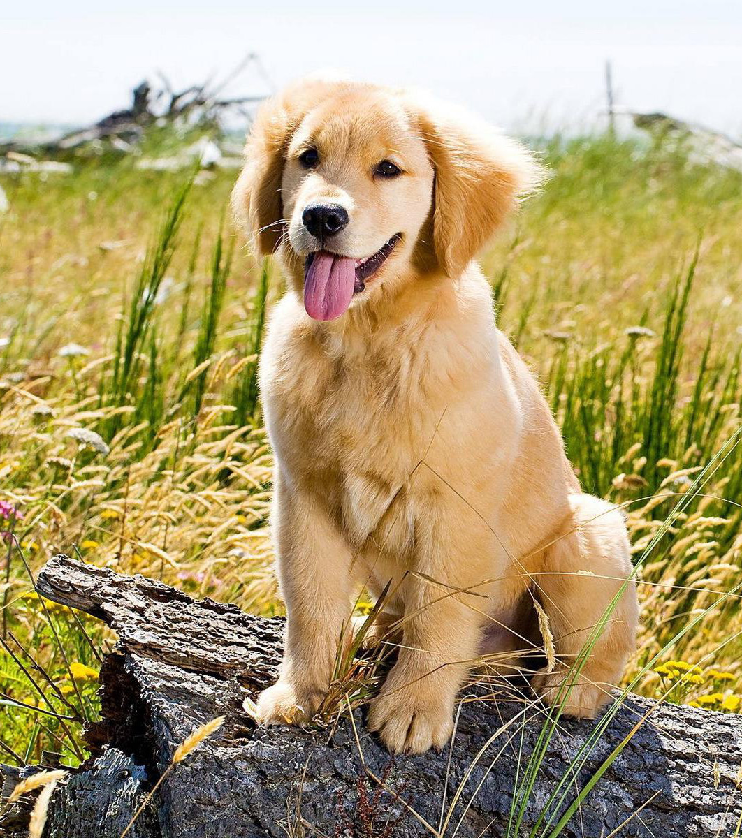 Everything You Need To Know About Golden Retrievers