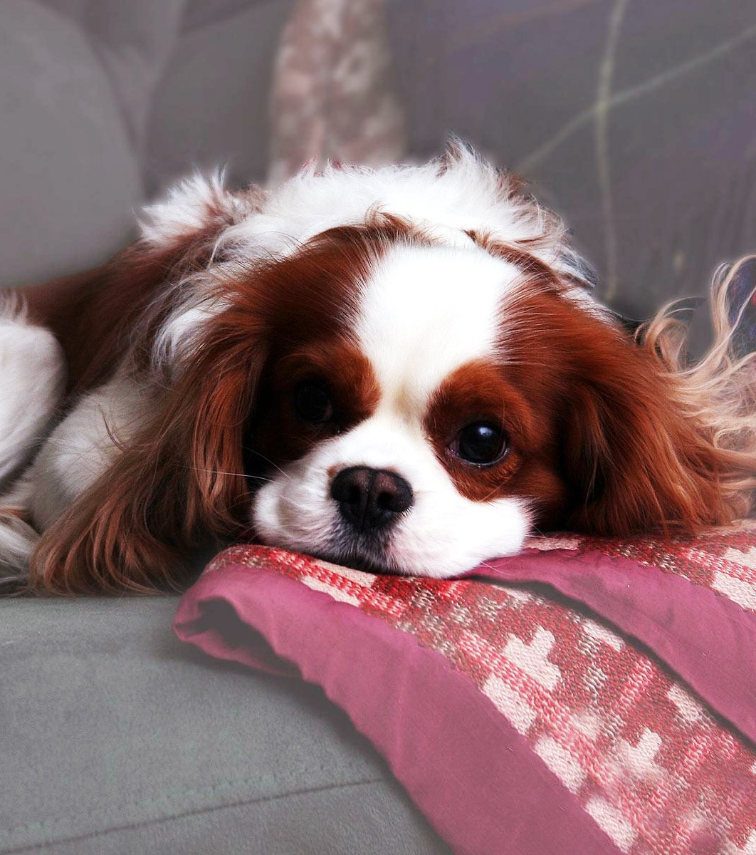 These Are The Cutest Ever Photos Of Cavalier King Charles Spaniels