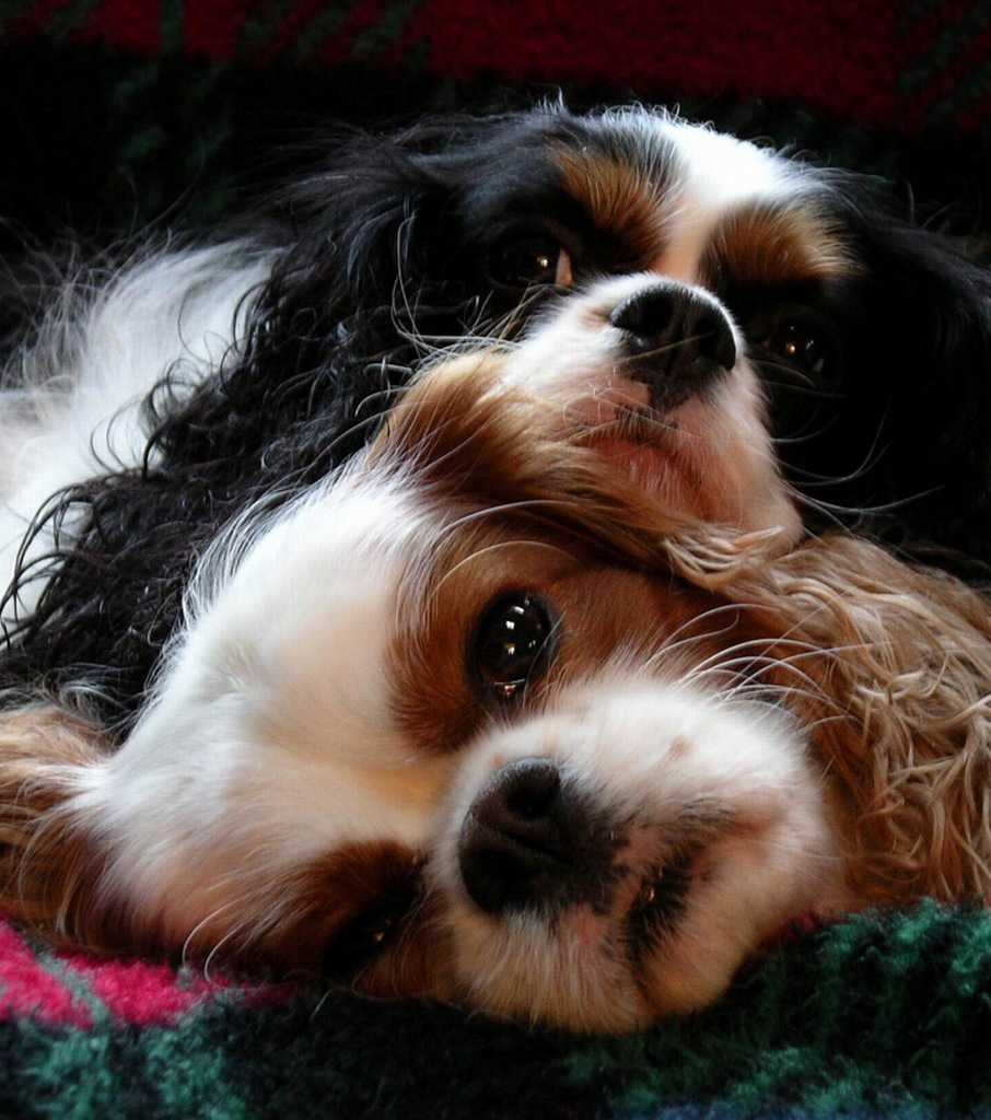 These Are The Cutest Ever Photos Of Cavalier King Charles Spaniels