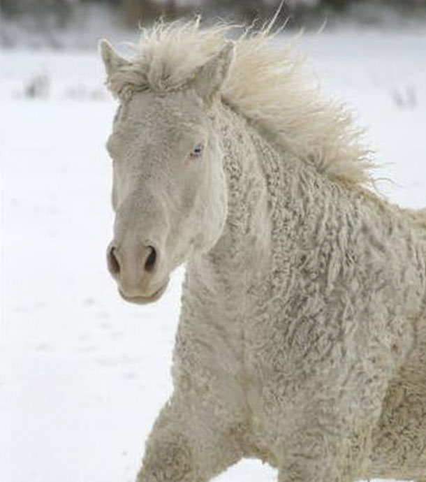 curly hair horse