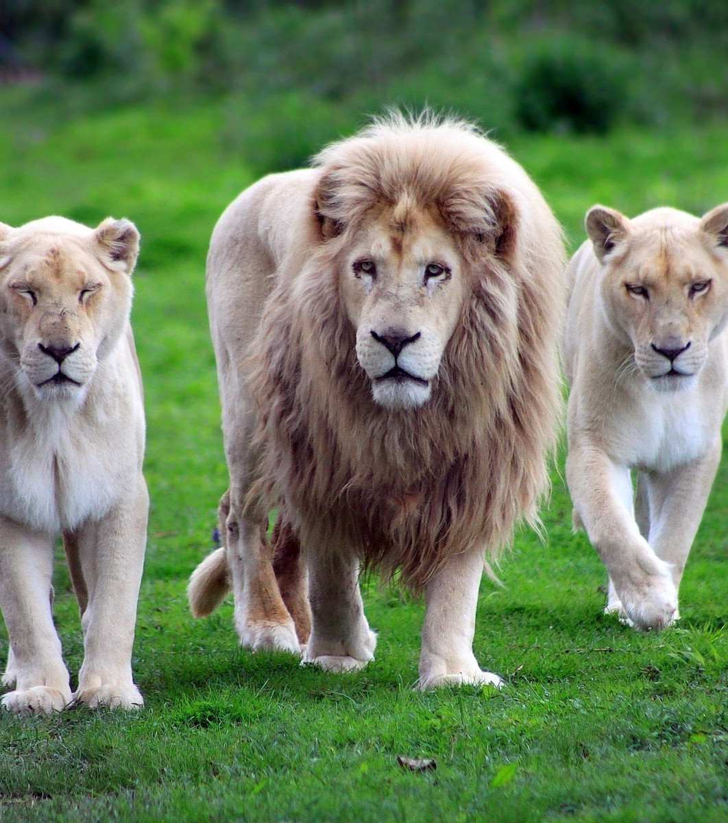 Why Are Lions Considered King Of The Jungle
