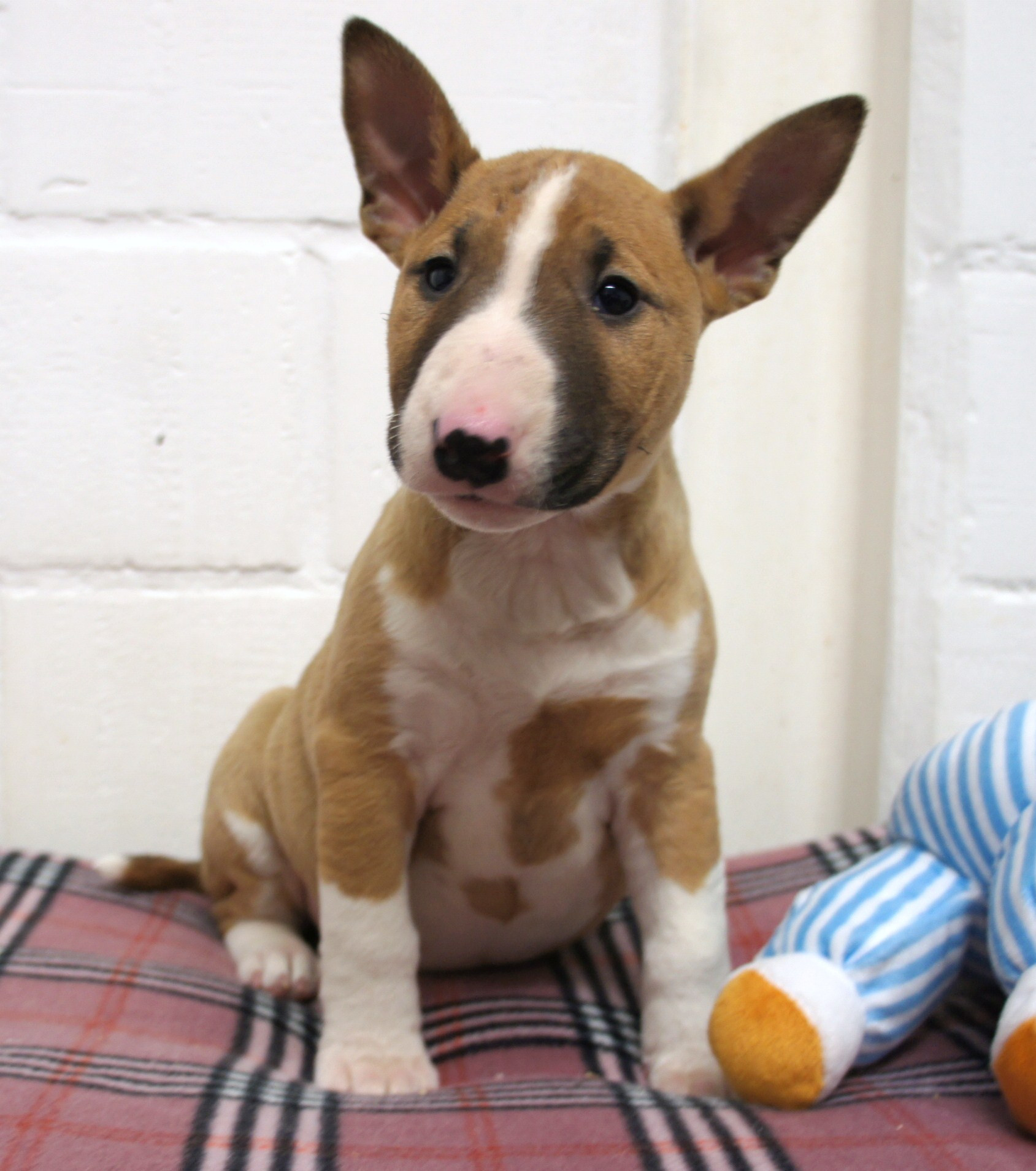 Everything You Need To Know About The Bull Terrier