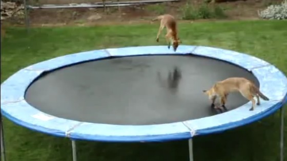 These Baby Foxes Jumping On A Trampoline Might Be The Cutest Thing We Ve Ever Seen