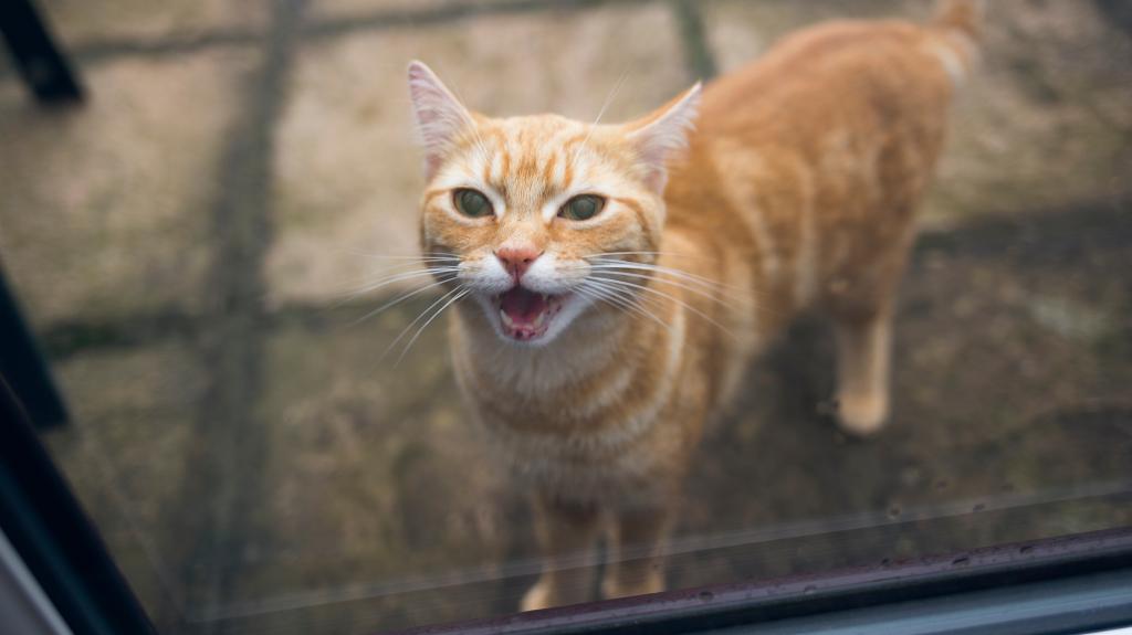 This is the real reason your cat meows when it enters and leaves a room