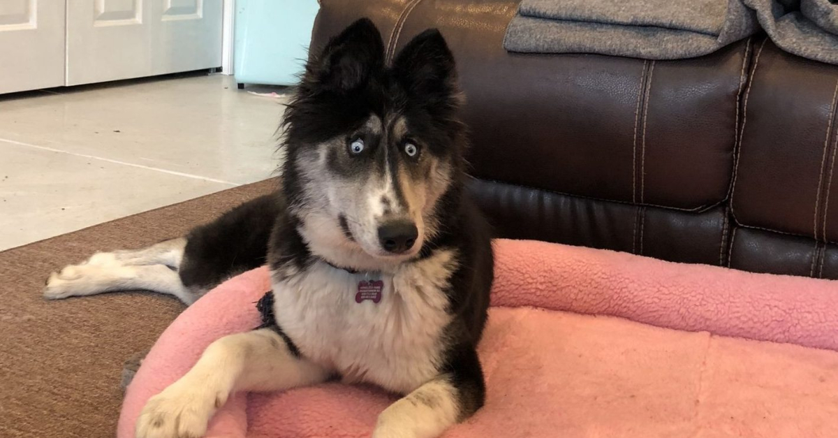 This 'Weird-Looking' Husky Couldn't Find An Owner Because Of His Eyes