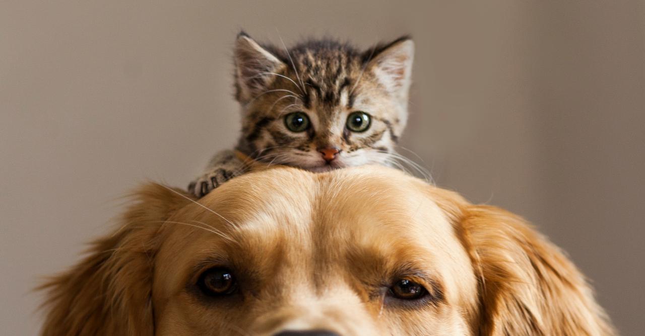 These 5 cat breeds would make great companions for your dog