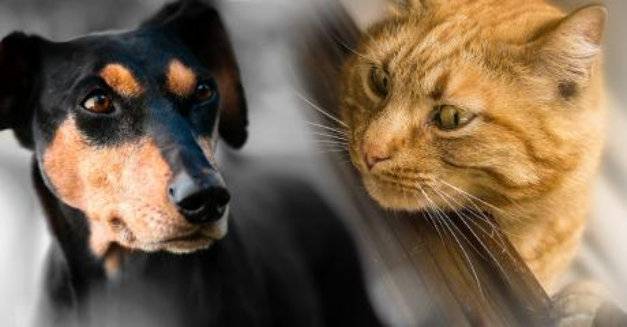 Cats vs. Dogs: Behavior, Intelligence, and Care Comparison · The Wildest