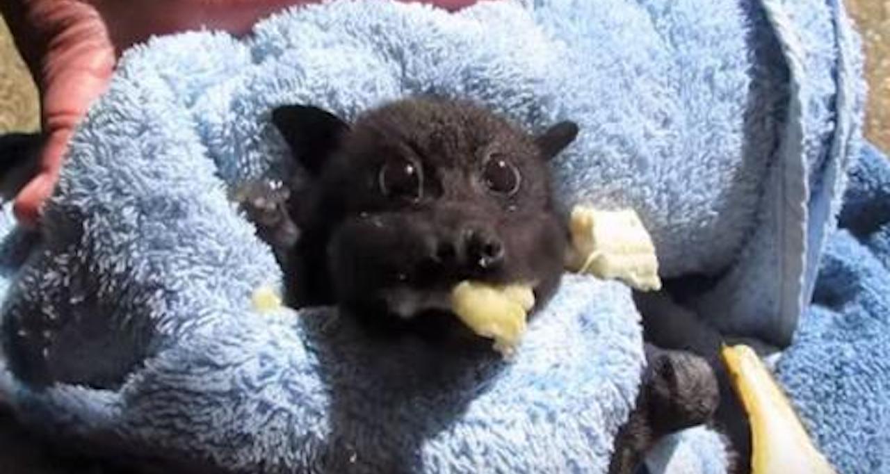 Morcego resgatado desfruta de uma banana Classifique essa tradução Rescued  bal enjoys a banana Rescued bat enjoys a banana tescued bat enjoys - iFunny  Brazil