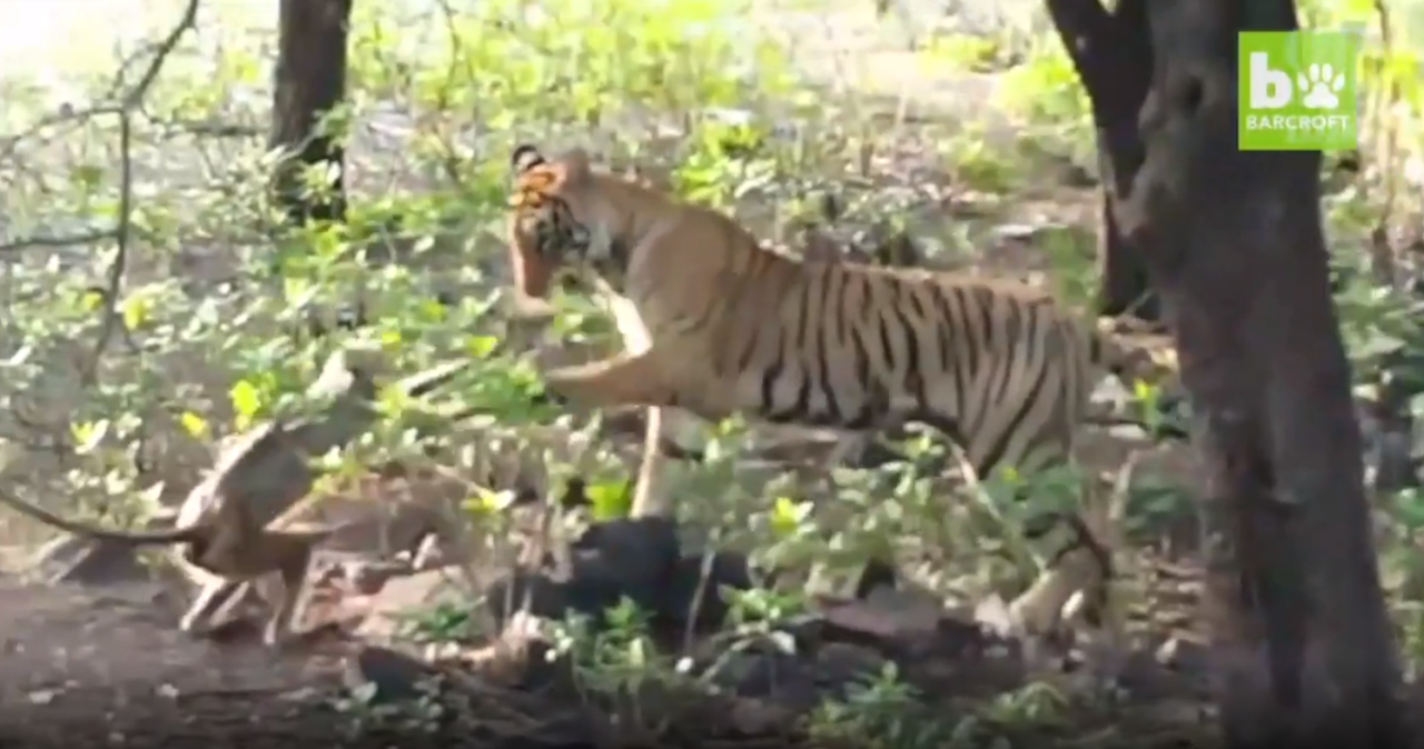 Onlookers were dismayed as the monkey approached the tiger but what