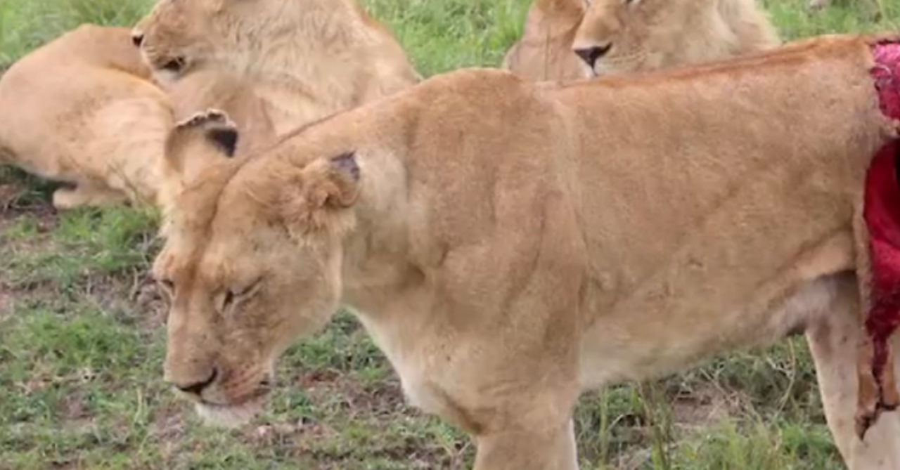 A Lion Was Left Severely Injured After A Buffalo Attack, And What The